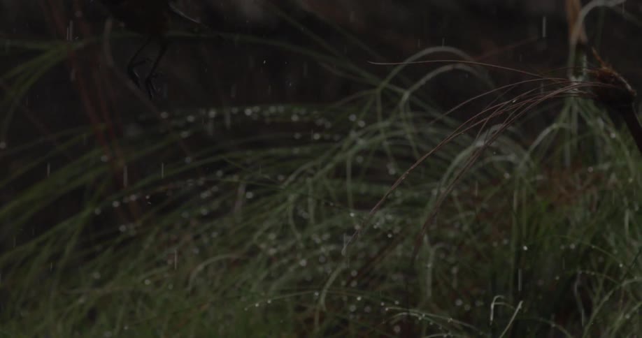 A bird takes off in flight in the rain