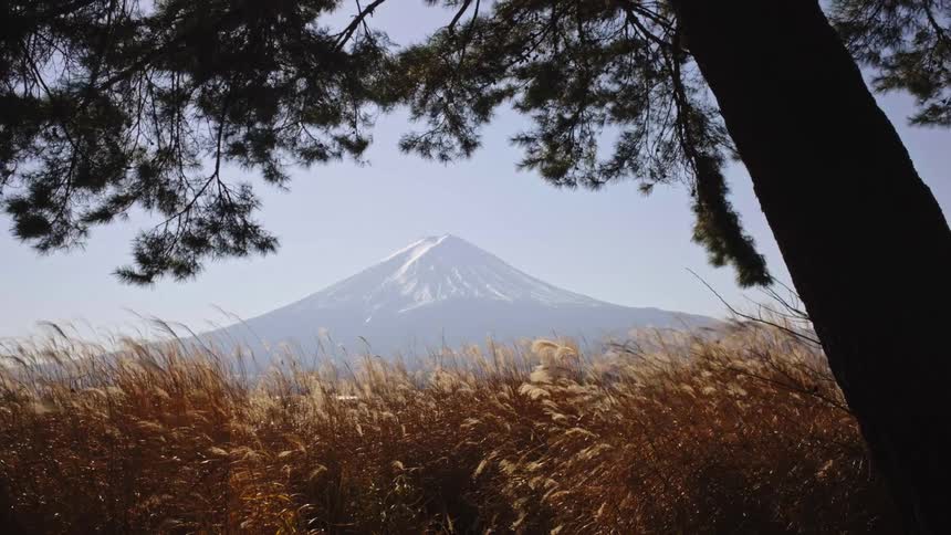 The majestic, snow-capped peak of Mount Fuji is seen beyond a field of tall golden grass swaying in the wind