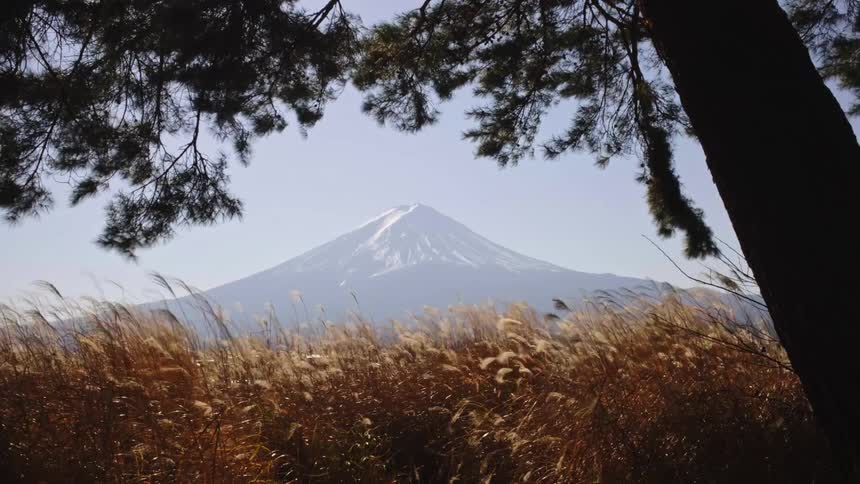 A serene view of Mount Fuji framed by a pine tree, with golden pampas grass swaying in the wind