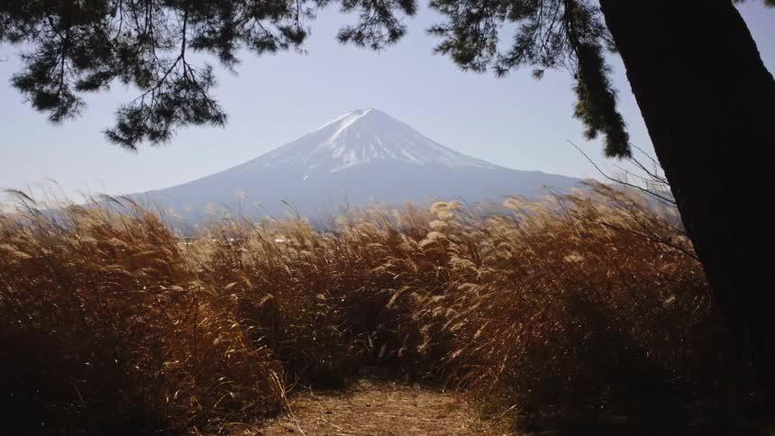 A serene view of snow-capped Mount Fuji is framed by pine trees and a field of tall golden grass blowing in the wind