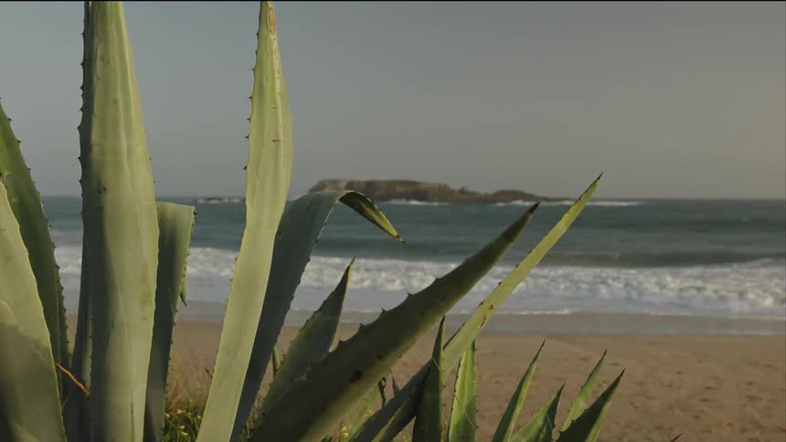 An agave plant stands on a dune overlooking a serene beach with gentle waves and a distant island
