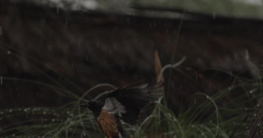 A bird lands on a branch in the rain