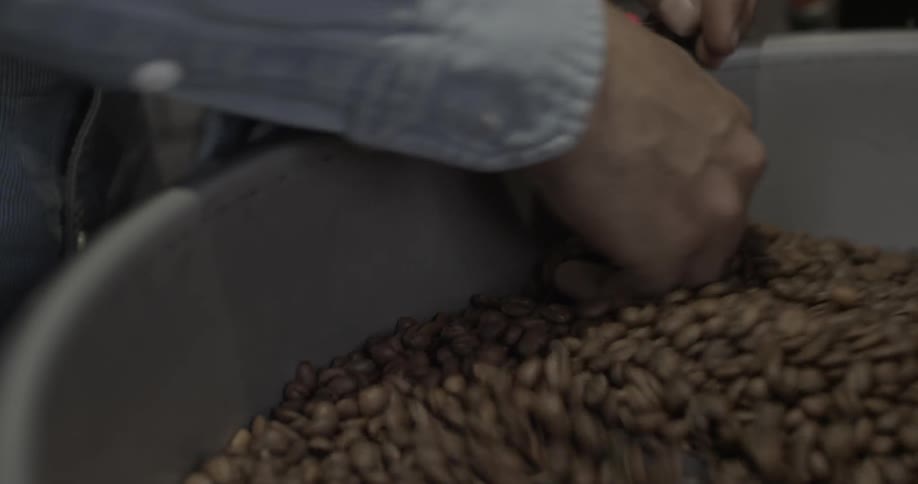 A man feels coffee beans in a rotating roaster