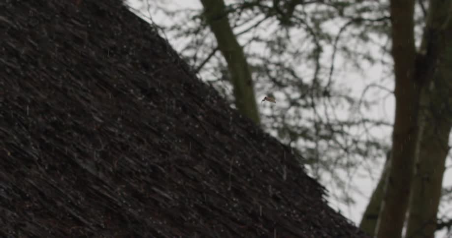 Bird grabbing a dragonfly in the rain