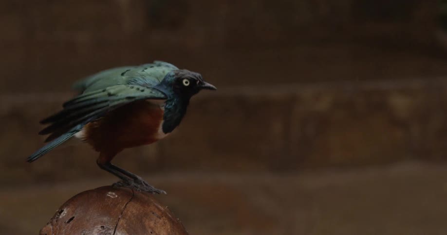 A green and red bird flies away