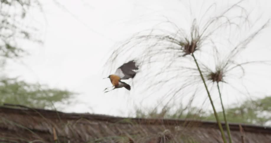 Two birds flying and catching bugs on a rainy day