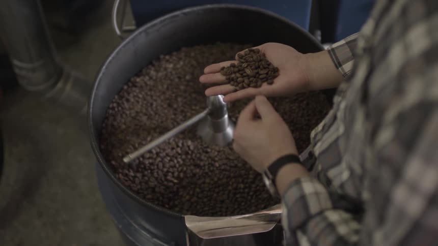 A man is checking coffee beans that are being roasted