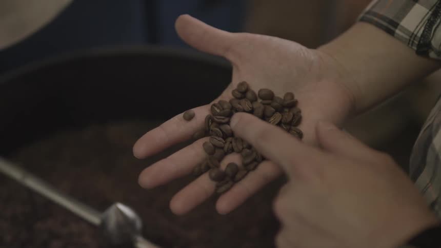 A man is checking coffee beans that are being roasted
