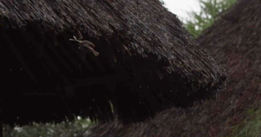 Bird catching an insect as it rains