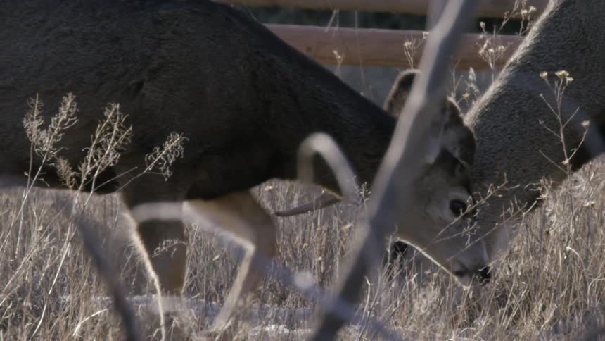 A large buck with antlers grazes in a field of dry grass on a cold day, its breath visible in the winter air as another deer joins