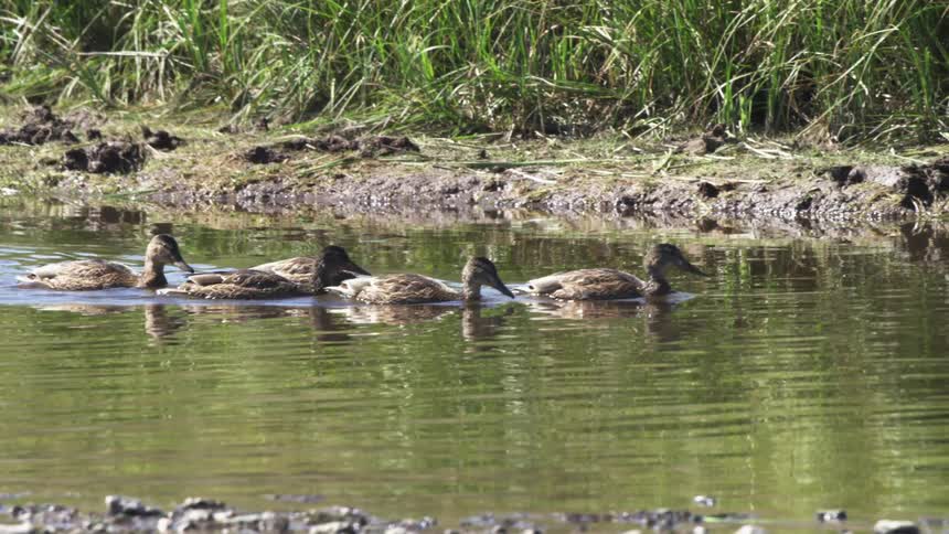 A row of brown ducks swims peacefully in single file across a calm green pond