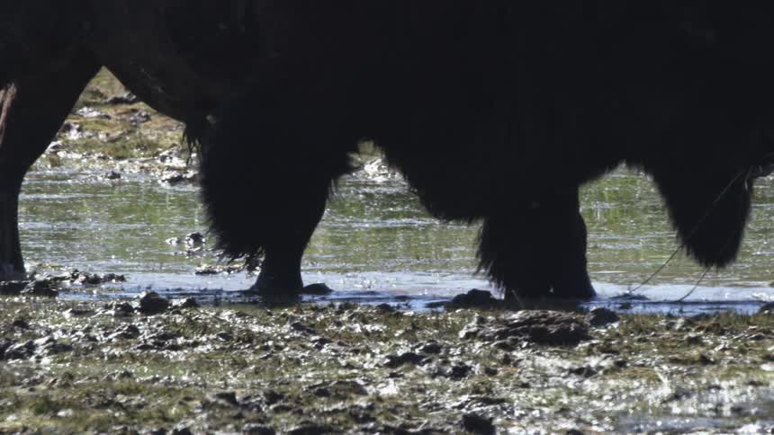 A silhouetted American bison kicks and splashes in a muddy puddle in extreme slow motion
