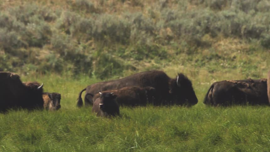 A majestic herd of American bison and their calves relax and graze in a vibrant green meadow during the daytime