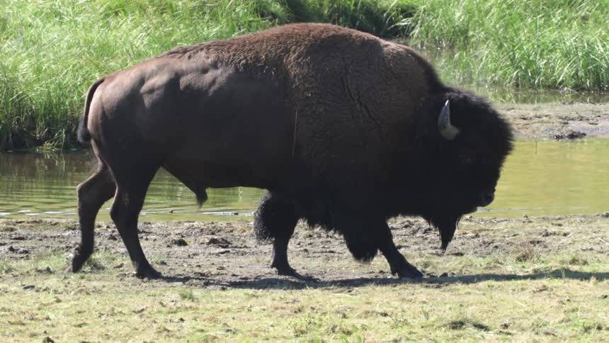 A massive American bison bull walks in super slow motion along the grassy bank of a river on a sunny day