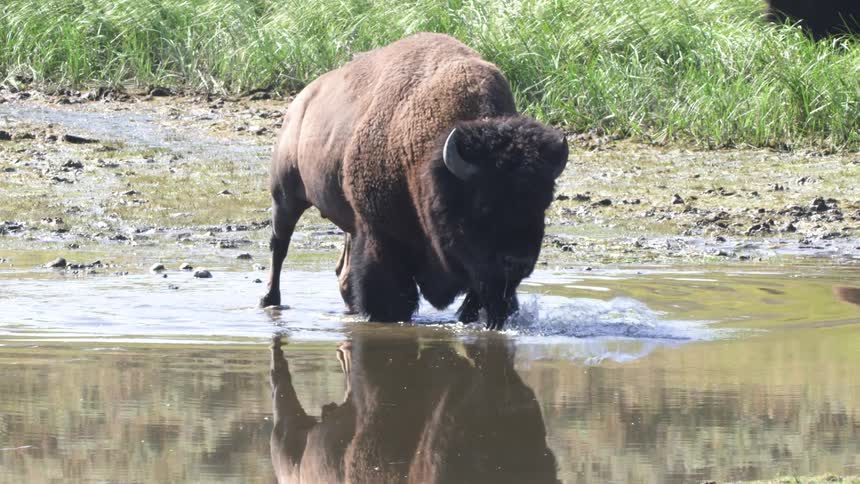 A large American bison cools off by splashing and drinking from a shallow river in slow motion