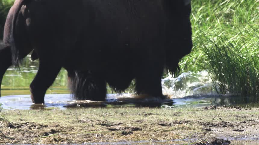 A large bison wades through a shallow, grassy river, splashing water with its hooves in slow motion