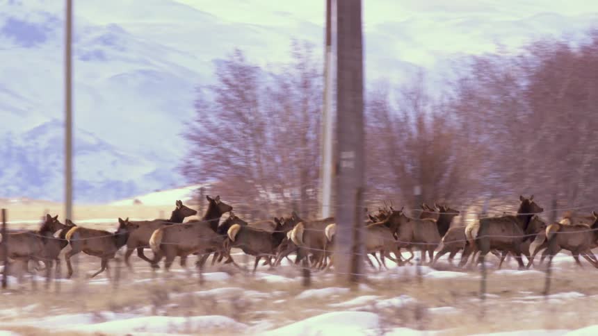 A massive herd of elk migrates in slow motion, jumping over a fence and running through a snowy field with mountains in the background