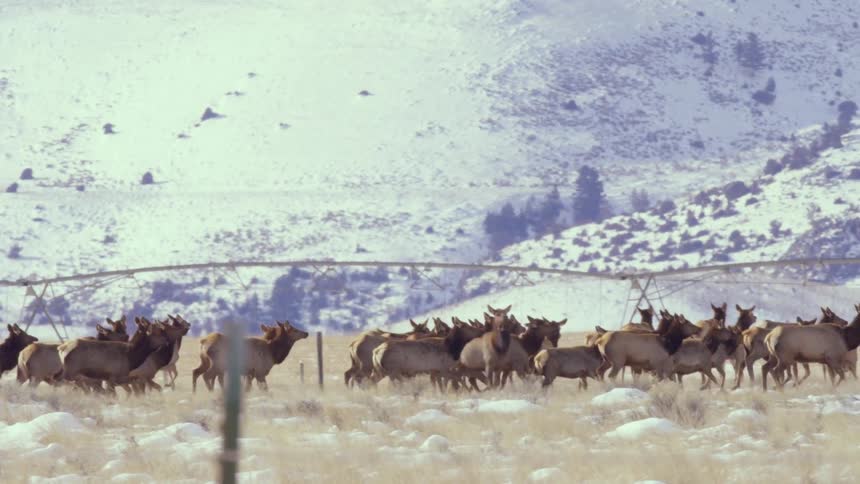 A majestic herd of elk stampedes across a snowy, sunlit valley during their winter migration