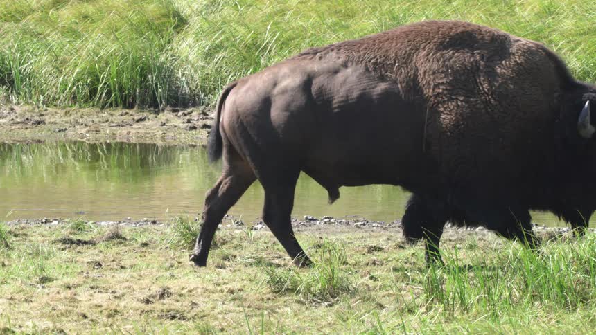 A majestic American bison walks slowly alongside a river in a lush green meadow in super slow motion