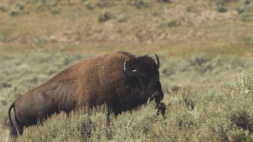 A majestic American bison and its young calf slowly walk up a grassy hill covered in sagebrush