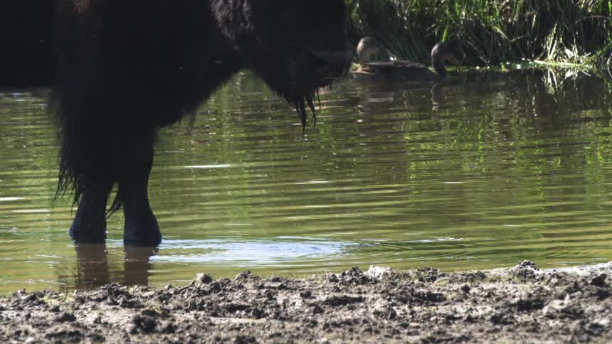 A large bison stands in a shallow pond to cool off as a family of ducks swims by in the background