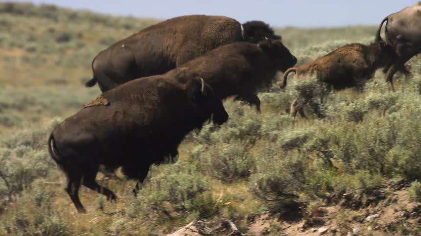 A herd of American bison, including several calves, walks in a line up a grassy hillside in slow motion