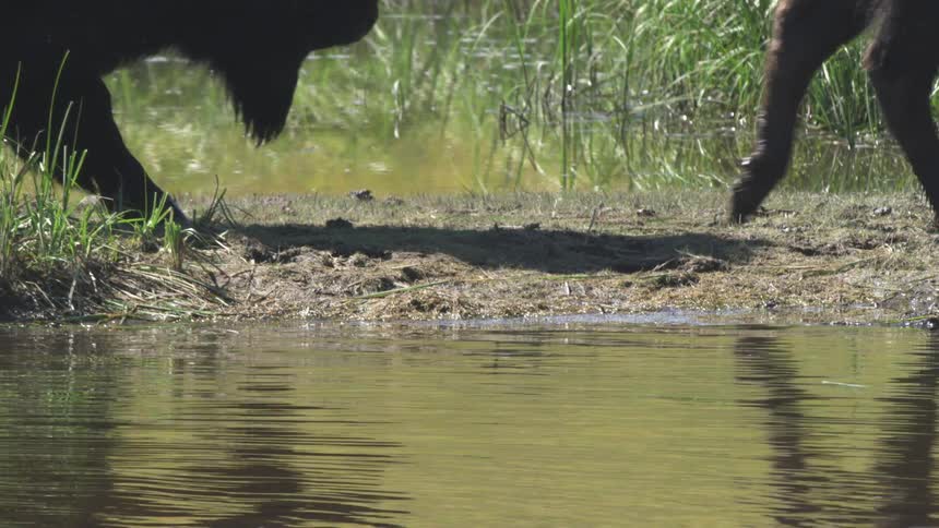 Slow motion close-up of the legs and hooves of bison walking along a muddy watering hole