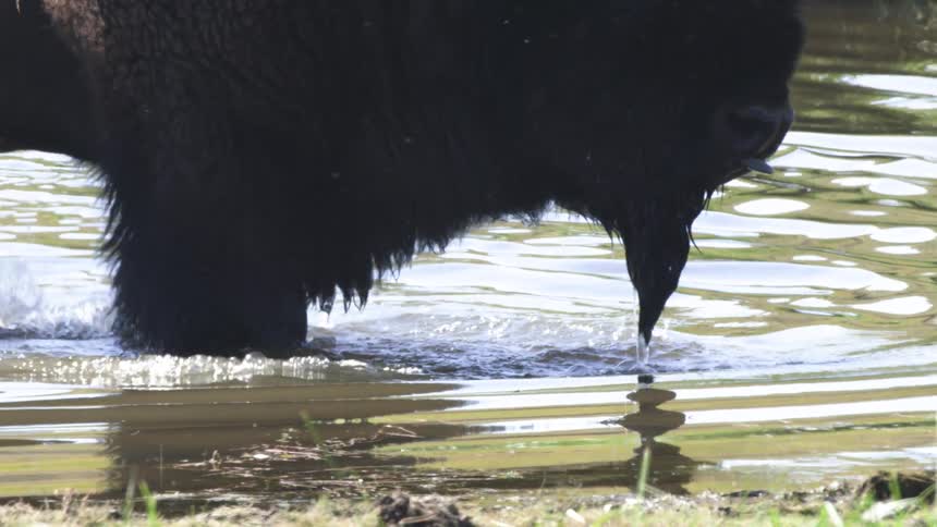 An American bison drinks from a watering hole, splashing in the water with its tongue and feet in slow motion