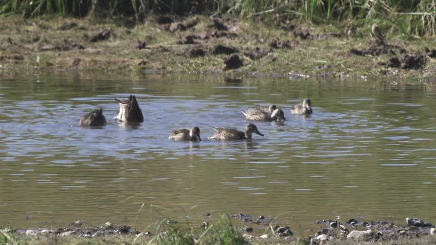 A flock of wild ducks dabbling for food in a tranquil pond on a sunny day