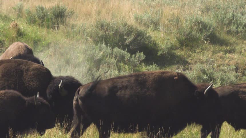 A powerful American bison walks down a grassy hill in slow motion, kicking up dust before joining its herd