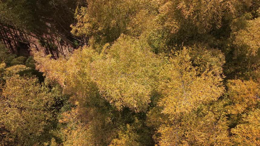 A serene aerial top-down view slowly pans across the golden and yellow canopy of a dense bamboo forest in autumn