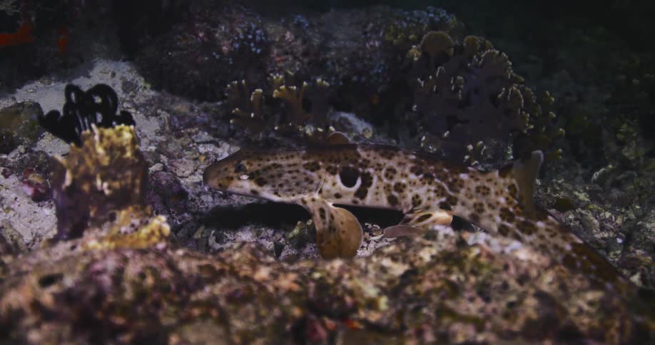 A spotted coral catshark rests peacefully on the dark, rocky ocean floor among the coral reef