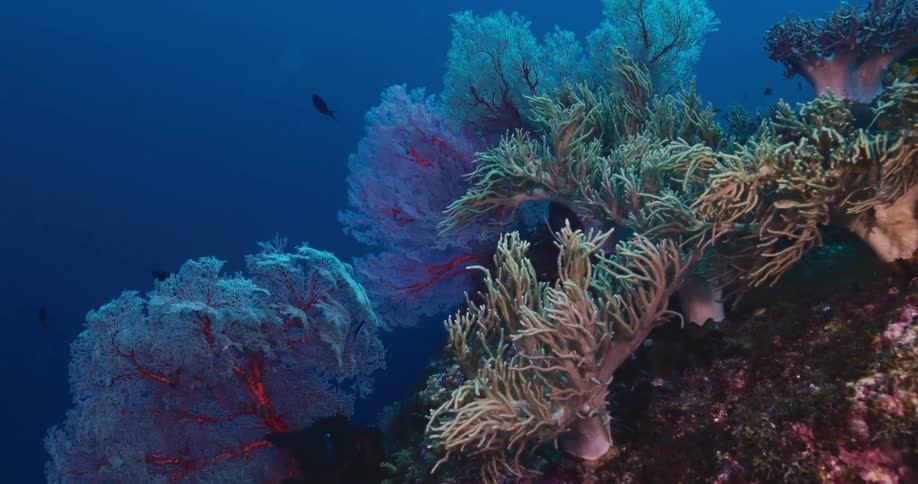 A colorful underwater scene features beautiful sea fans and soft corals with small fish swimming by