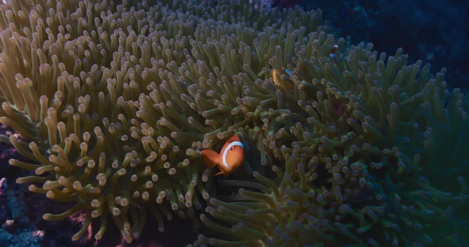A colorful clownfish finds safety and shelter among the gently swaying tentacles of its host sea anemone on a coral reef