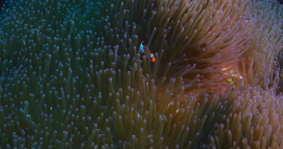 A family of curious clownfish peek out and hide within the dense, waving tentacles of their colorful sea anemone home