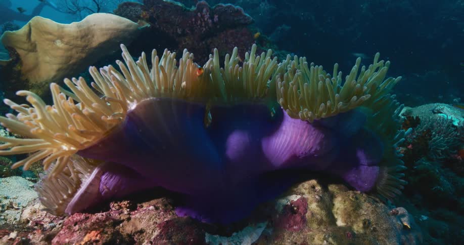 A magnificent purple sea anemone with a clownfish nestled in its tentacles sways gently on the ocean floor