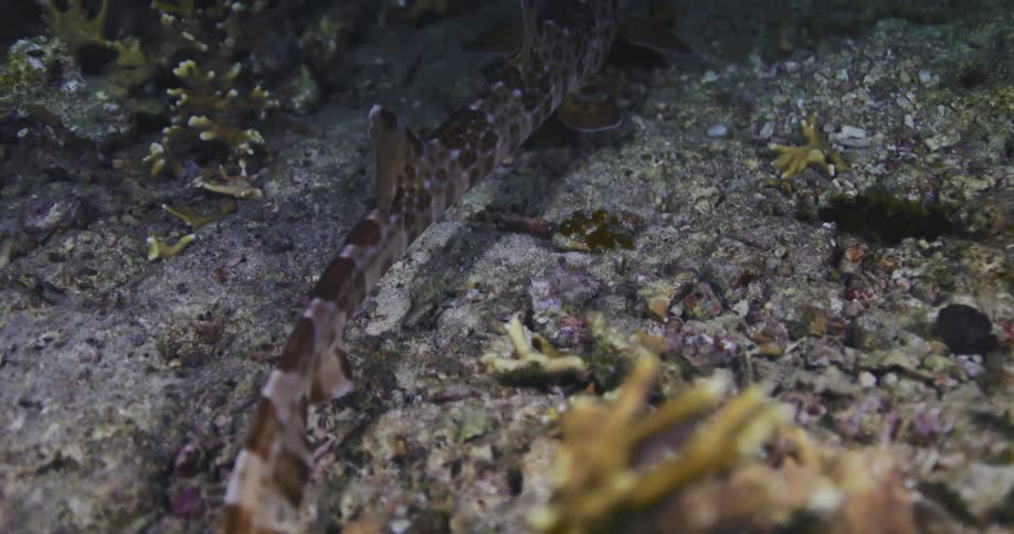 A small spotted bamboo shark rests on the rocky ocean floor at night before slowly swimming away into the darkness