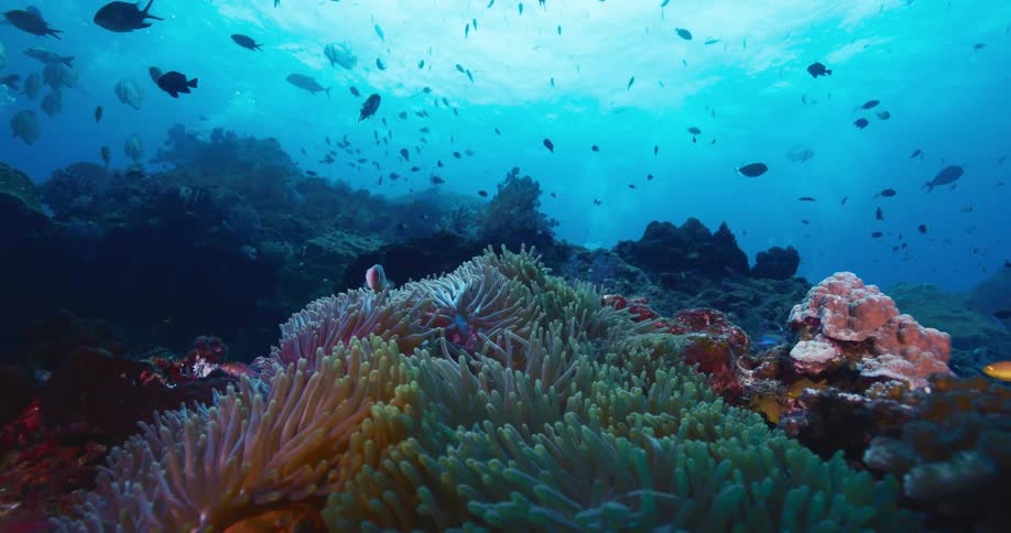 A pink anemonefish peacefully swims in its host sea anemone on a beautiful coral reef teeming with marine life