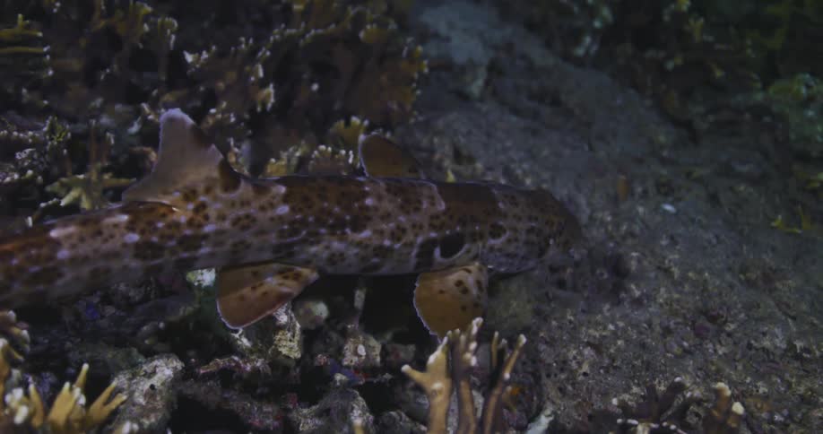 A whitespotted bamboo shark rests on the ocean floor surrounded by coral at night