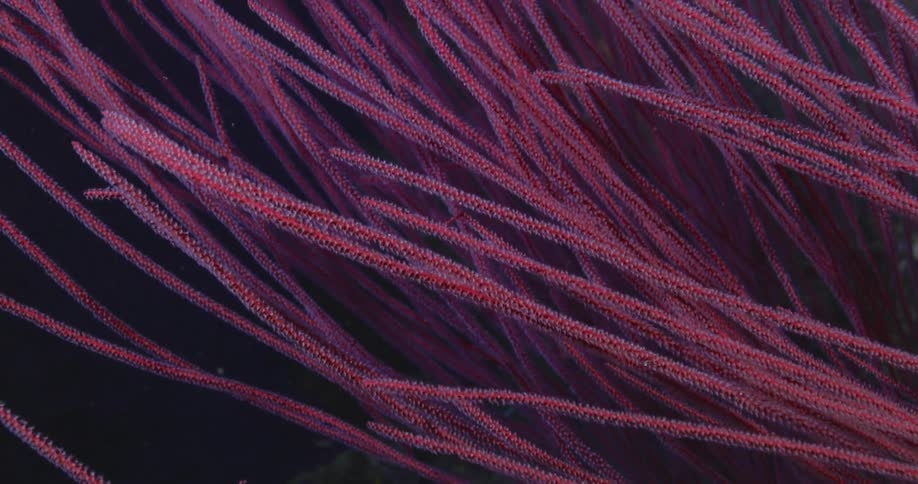 A close-up view of vibrant red sea whip coral branches swaying gently in the dark ocean depths