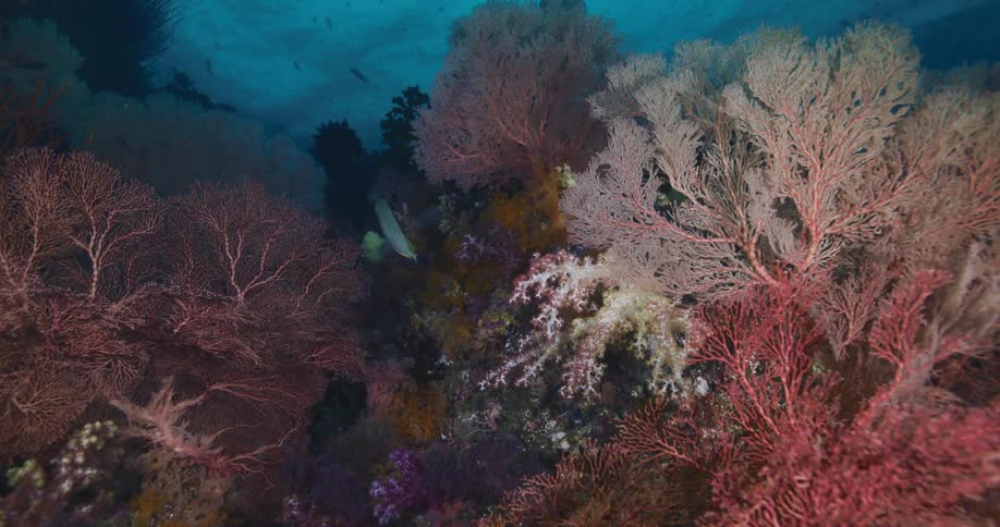 A beautiful underwater view captures a vibrant coral reef teeming with colorful sea fans and small reef fish