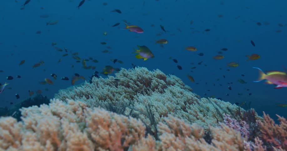 Colorful anthias and damselfish swim gracefully over a large, healthy soft coral formation in the deep blue ocean