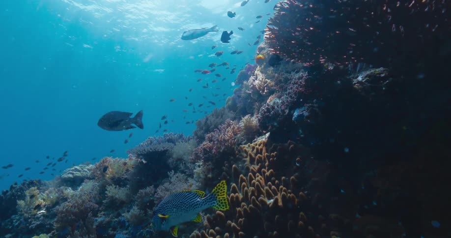 Sunlight illuminates a vibrant coral reef teeming with diverse and colorful fish in the clear blue ocean