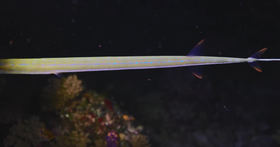 A detailed underwater pan shot reveals the long, slender body of a Bluespotted Cornetfish at night