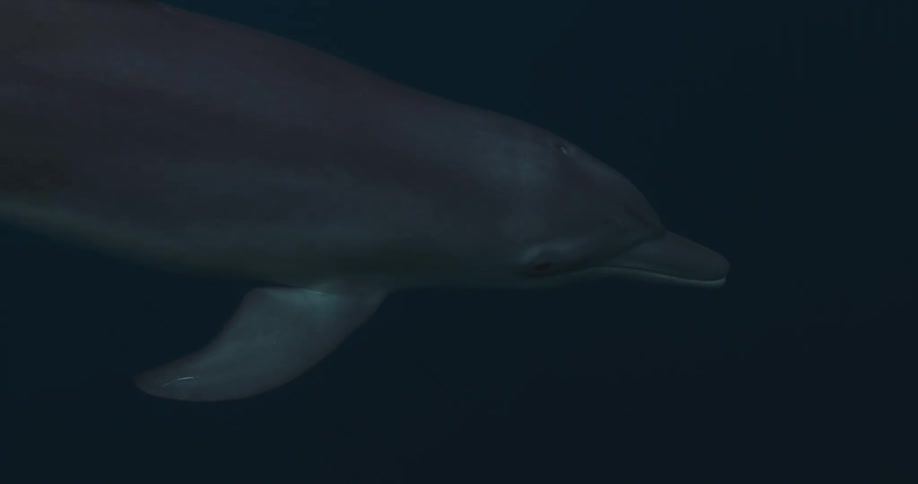 A majestic bottlenose dolphin gracefully approaches the camera and swims by in slow motion through the deep blue ocean