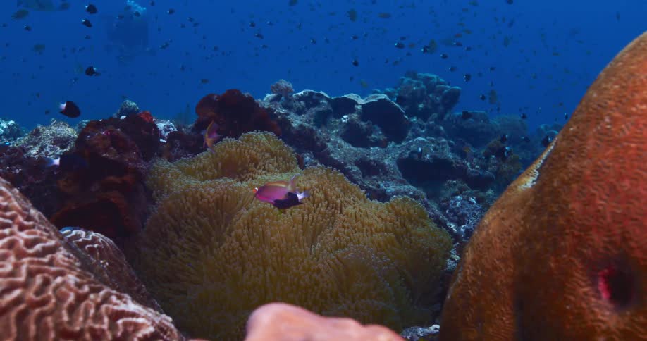 A vibrant underwater coral reef scene features colorful fish swimming around a large sea anemone