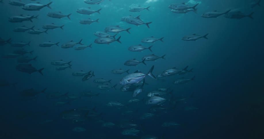 A school of Bigeye Trevally fish swims calmly in the dark blue waters of the open ocean
