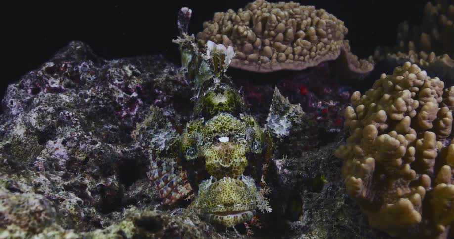A camouflaged Devil Scorpionfish remains perfectly still on the rocky seabed at night, blending in with the surrounding coral