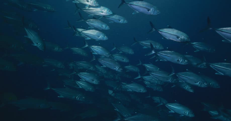 A mesmerizing slow-motion underwater view of a massive school of Bigeye Trevally fish swimming together in the deep blue ocean