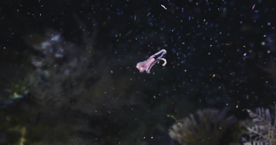 A close-up of a red bristle worm, a marine polychaete, gracefully swimming and writhing in dark ocean water